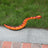 RC Anaconda Snake Remote Control Infrared Animal Prank Toy Gift For Children