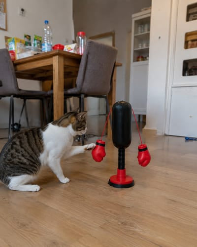 PawBoxer™ Interactive Cat Punching Bag